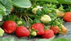 提升耕地質(zhì)量需要測土配方施肥儀